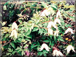 Clematis photograph