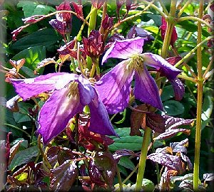 Clematis photograph