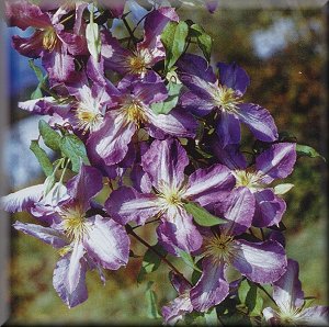 Clematis photograph