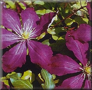 Clematis photograph