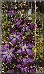 Clematis photograph