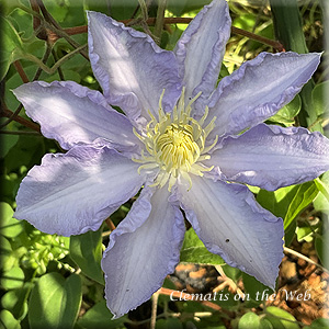 Clematis photograph