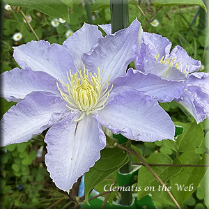 Clematis photograph