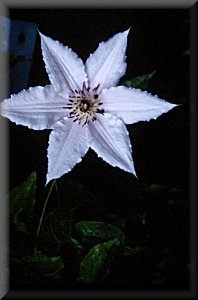 Clematis photograph