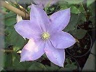 Clematis photograph