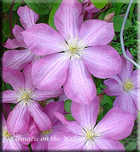 Clematis photograph