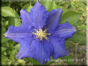 Clematis photograph