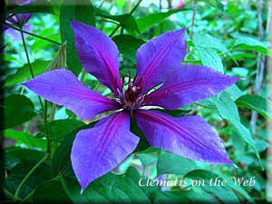 Clematis photograph