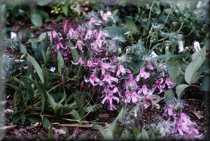 Clematis photograph