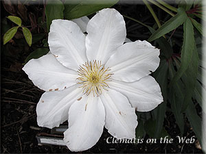 Clematis photograph