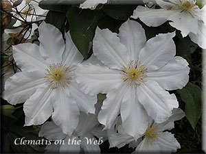 Clematis photograph