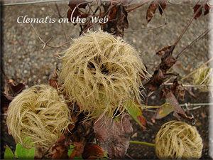 Clematis photograph