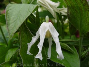 Clematis photograph