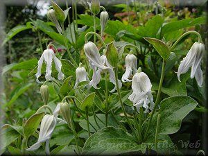 Clematis photograph