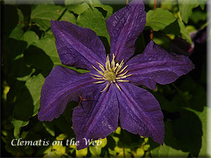 Clematis photograph