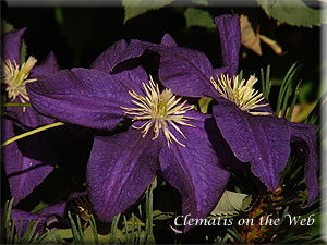 Clematis photograph