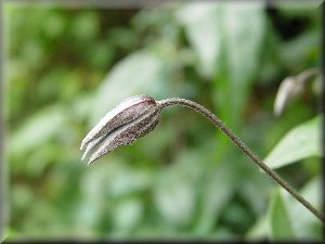 Clematis photograph