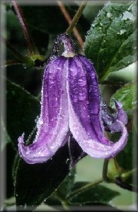 Clematis photograph