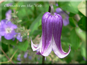 Clematis photograph