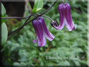 Clematis photograph