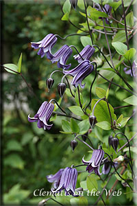 Clematis photograph