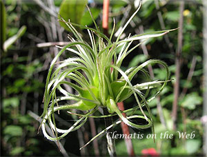 Clematis photograph