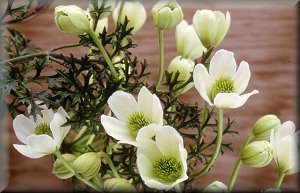 Clematis photograph