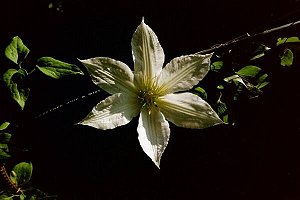 Clematis photograph