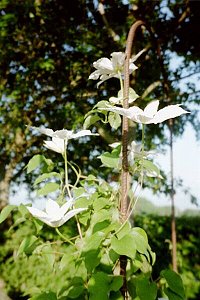 Clematis photograph