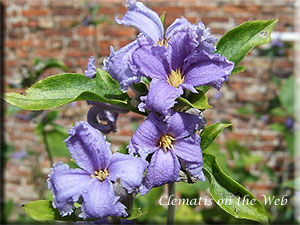 Clematis photograph