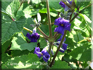 Clematis photograph