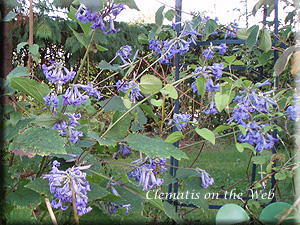 Clematis photograph