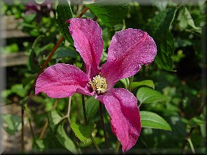 Clematis photograph