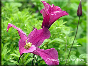 Clematis photograph