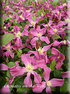 Clematis photograph