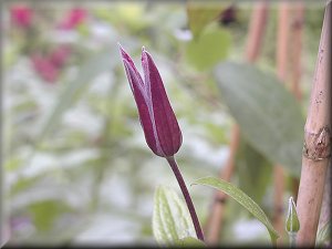 Clematis photograph