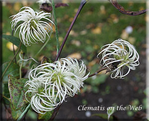 Clematis photograph