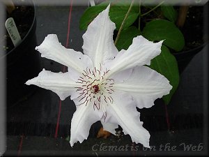 Clematis photograph