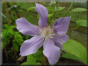 Clematis photograph