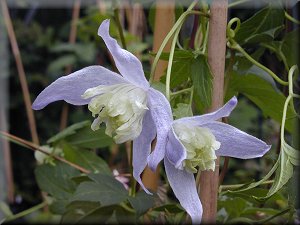 Clematis photograph