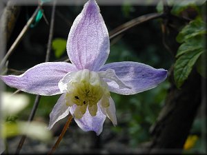 Clematis photograph