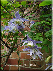 Clematis photograph