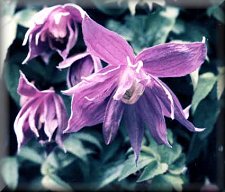 Clematis photograph