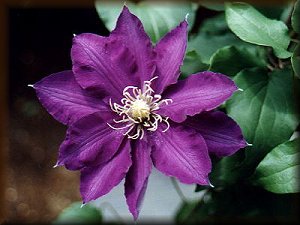 Clematis photograph