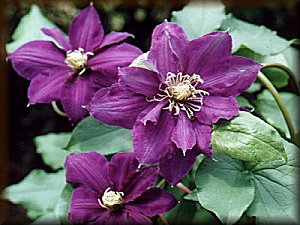 Clematis photograph