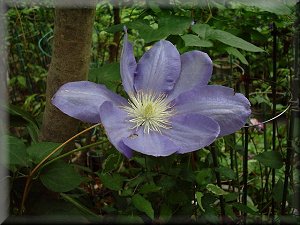 Clematis photograph