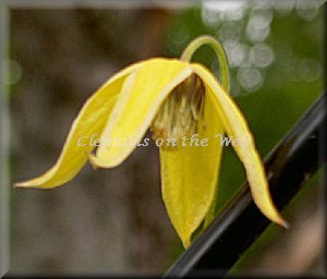 Clematis photograph