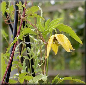 Clematis photograph