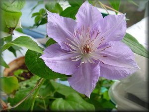 Clematis photograph