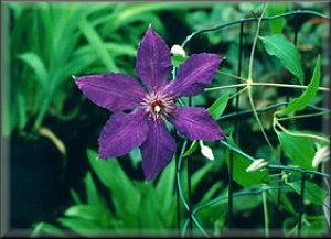 Clematis photograph